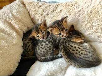 Savannah kittens for sale.   