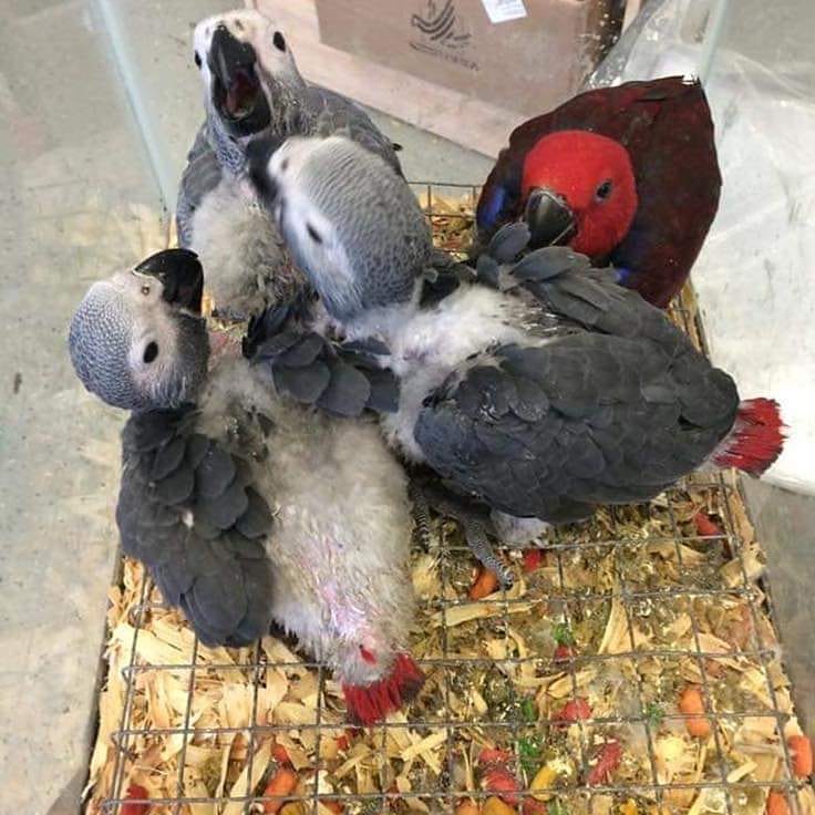 Afrikaanse grijze papegaaien beschikbaar voor verkoop