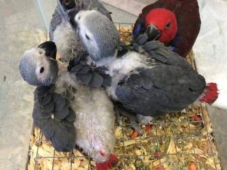 Afrikaanse grijze papegaaien beschikbaar voor verkoop