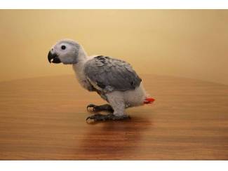 Vogels | Papegaaien Afrikaanse grijze papegaaien beschikbaar voor verkoop