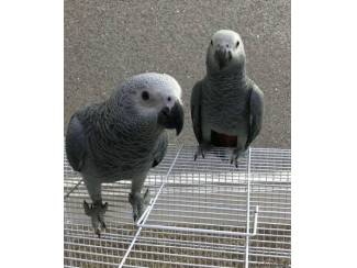 Mooie Afrikaanse grijze papegaaien te koop
