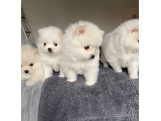 Zuivere witte Pommeren-puppy's te koop