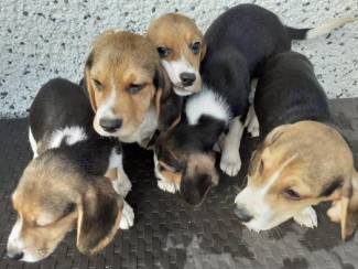 Rasechte Beagle-puppy's