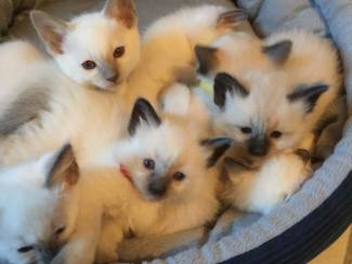 Gccf geregistreerd - Ragdoll-kittens met volledige stamboom
