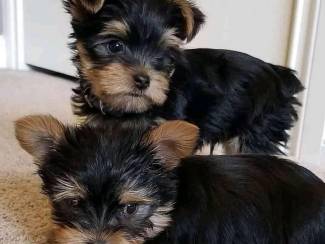 Home Raised Yorkie Puppies for Rehoming