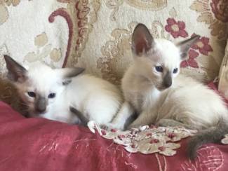 Beautiful siamese kittens for sale.