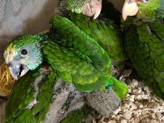 Vogels | Papegaaien Struisvogel, Ara, Afrikaanse Grijze, Kaketoe, Amazone, Eclectus p