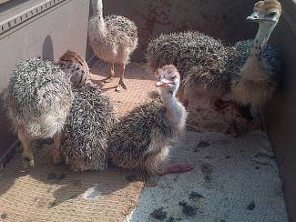 Struisvogel kuikens en eieren te koop